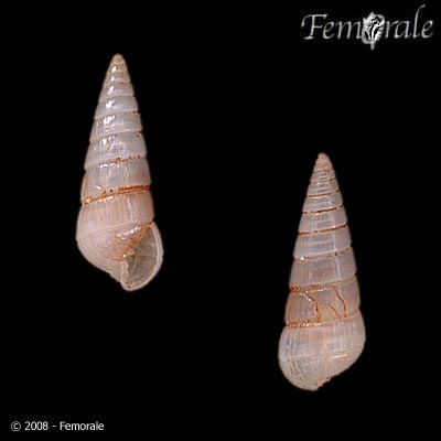 Pyramidella crenulata
