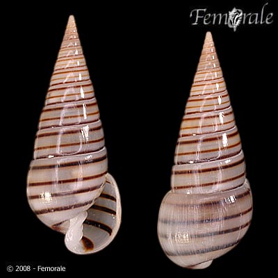 Pyramidella dolabrata
