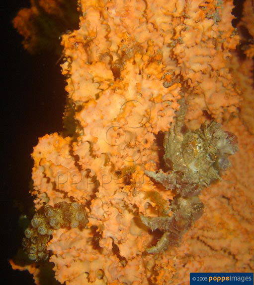 Pyromaia tuberculata