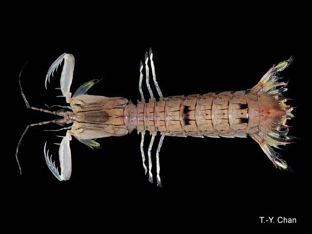 Quollastria gonypetes