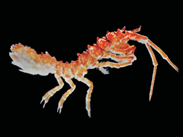 Rectarcturus tuberculatus