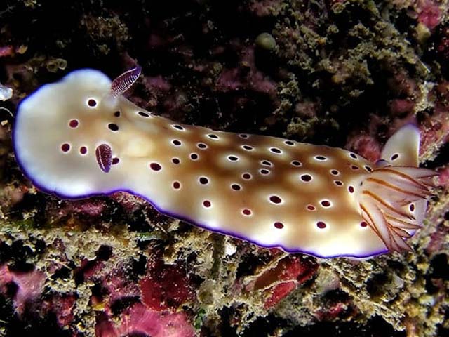 Hypselodoris tryoni