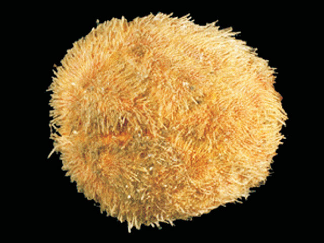 Schizocosmus abatoides