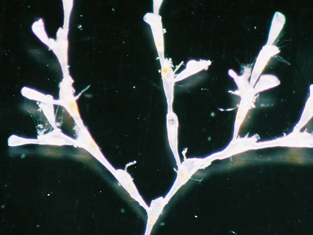 Scruparia ambigua