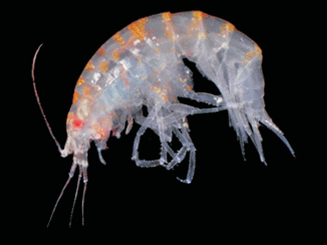 Schraderia barnardi