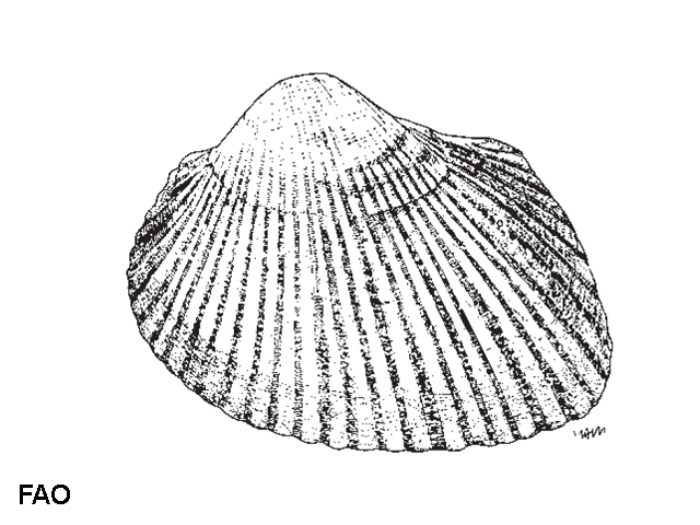 Scapharca cornea