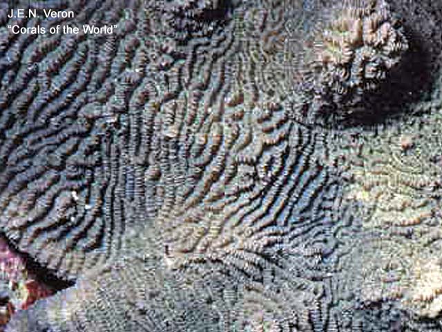 Merulina cylindrica