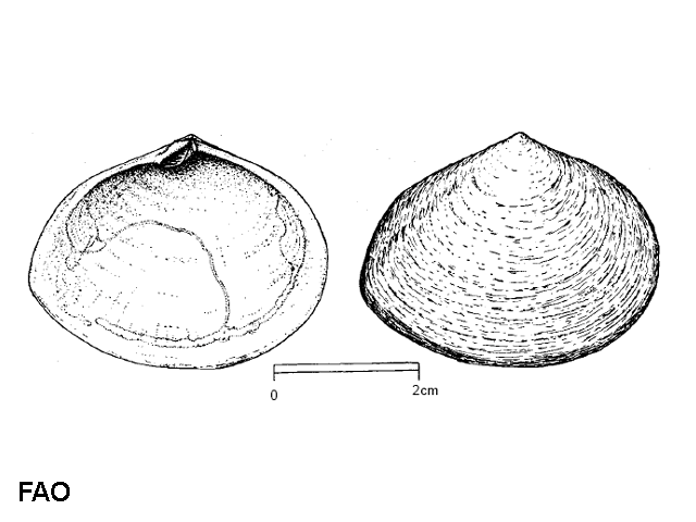 Scrobicularia plana