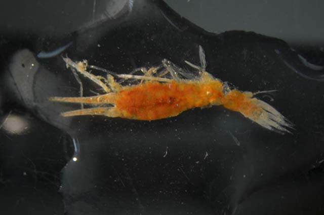 Scina tullbergi