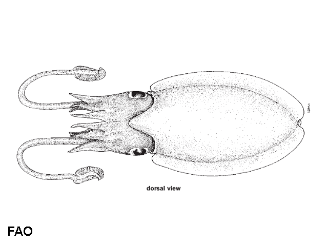 Sepia elegans