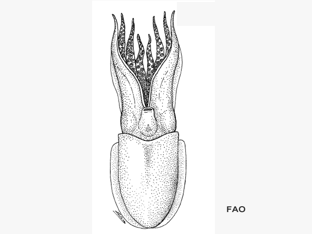 Sepia hieronis