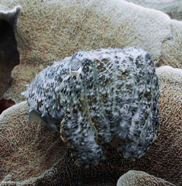 Selat_u3.jpg