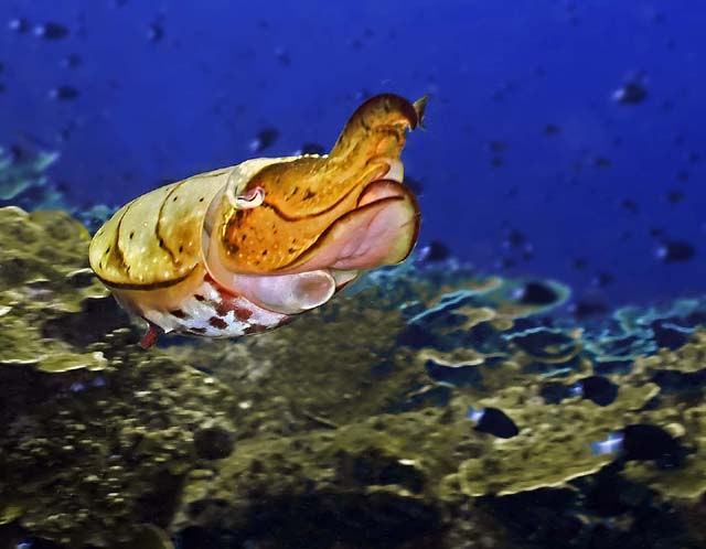 Selat_ug.jpg