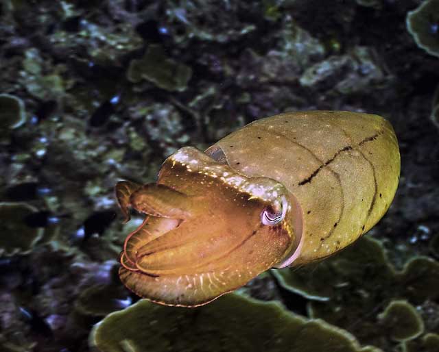 Selat_ui.jpg