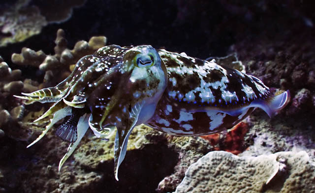 Selat_uq.jpg