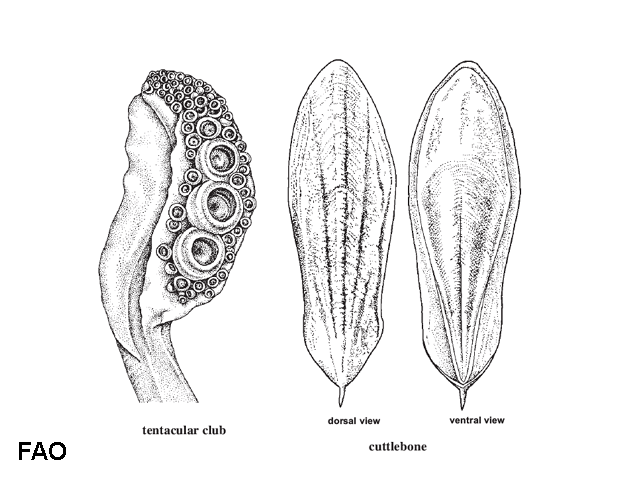 Sepia opipara