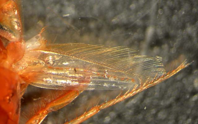 Sergia regalis