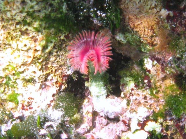 Serpula vermicularis