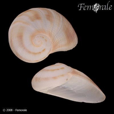 Sinum maculatum