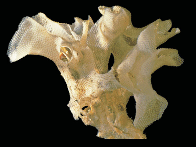 Smittoidea malleata