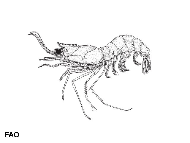 Solenocera alfonso