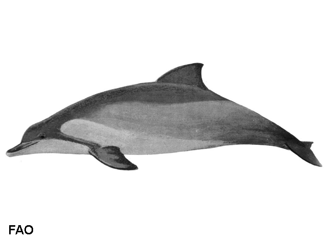 Sotalia fluviatilis