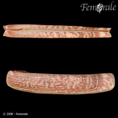 Solen roseomaculatus