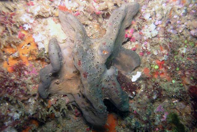Spongia agaricina