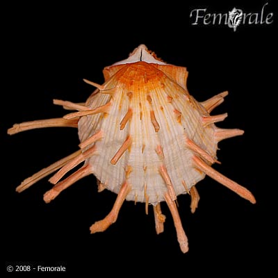 Spondylus americanus