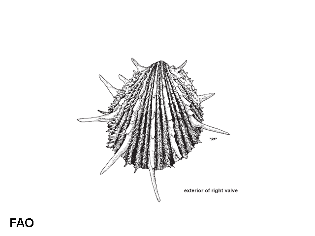 Spondylus imperialis