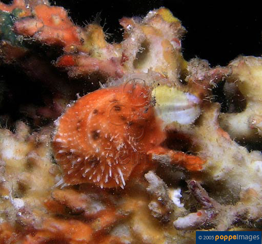 Spondylus multimuricatus