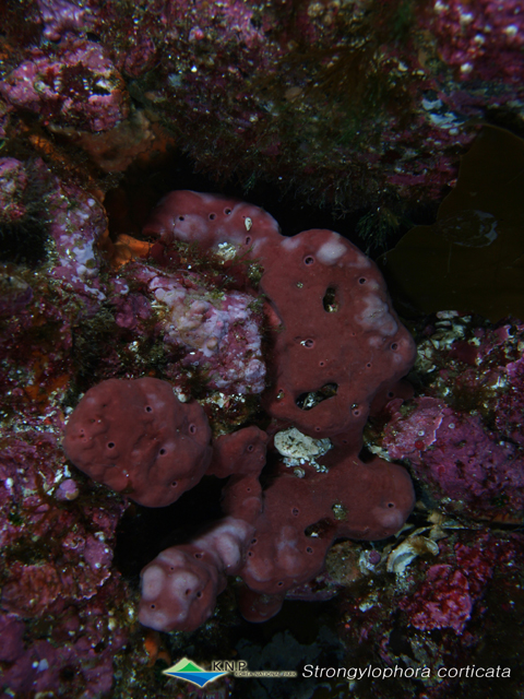 Petrosia corticata