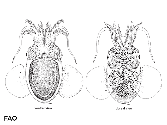 Stoloteuthis leucoptera