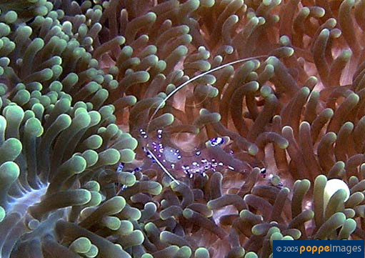 Stichodactyla mertensii