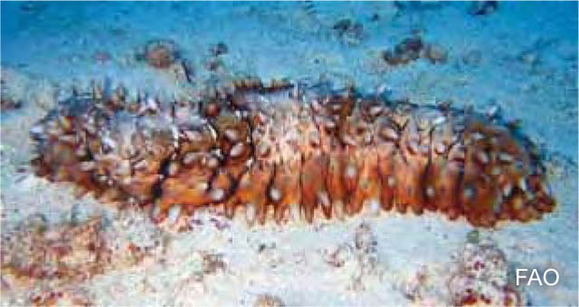 Stichopus pseudohorrens