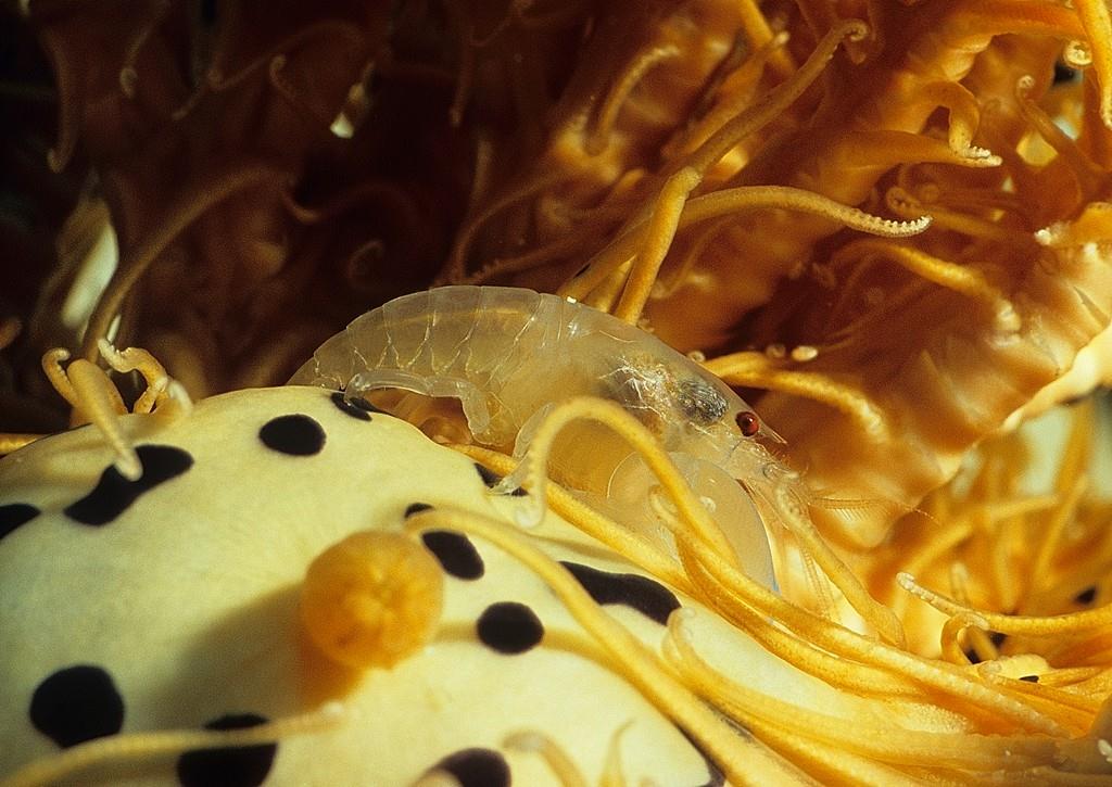 Synalpheus carinatus