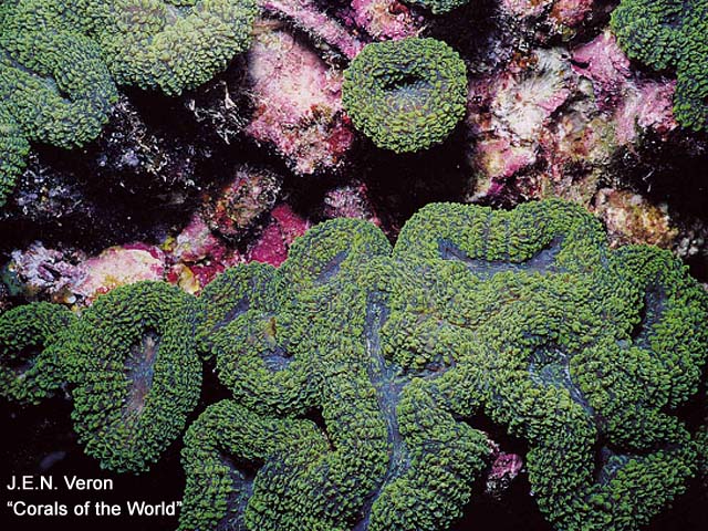 Lobophyllia erythraea