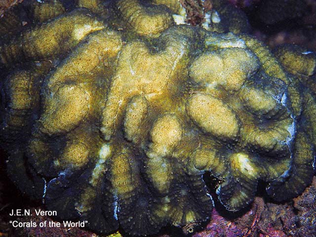 Lobophyllia hassi