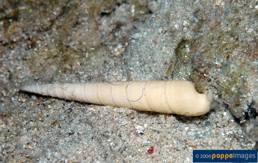 Terebra cingulifera