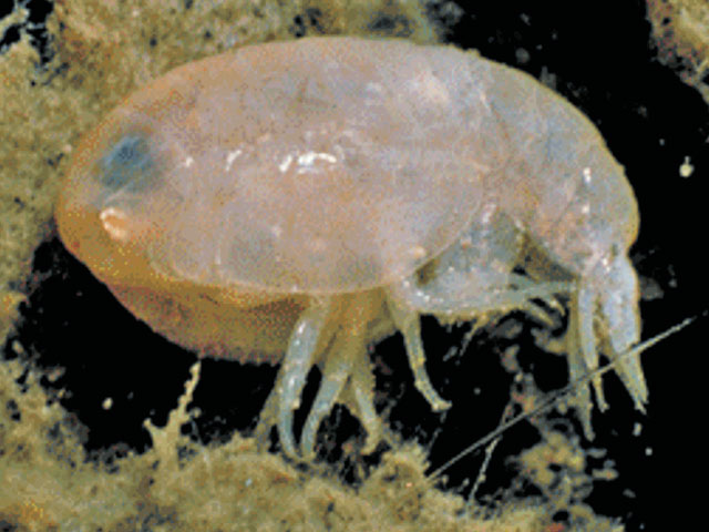Tetradeion crassum