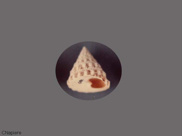 Tectus fenestratus