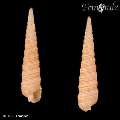 Terebra funiculata