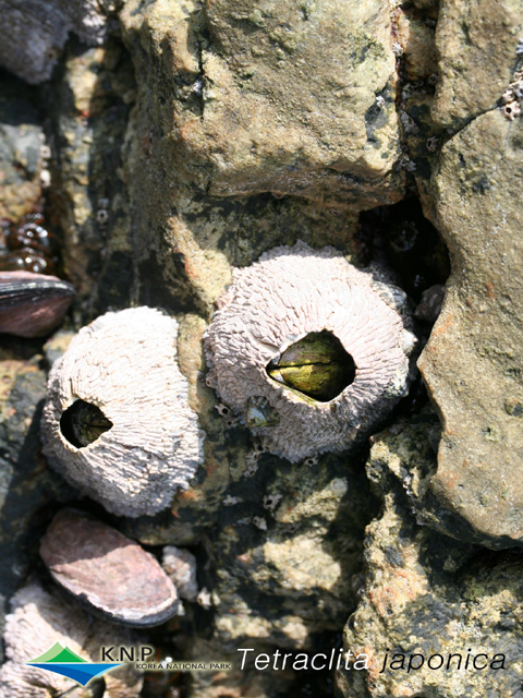 Tetraclita japonica