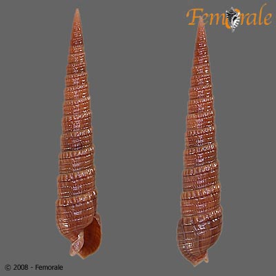 Telae_u2.jpg