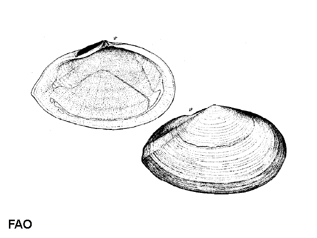 Tellina planata
