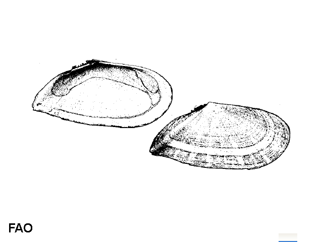 Tellina pulchella