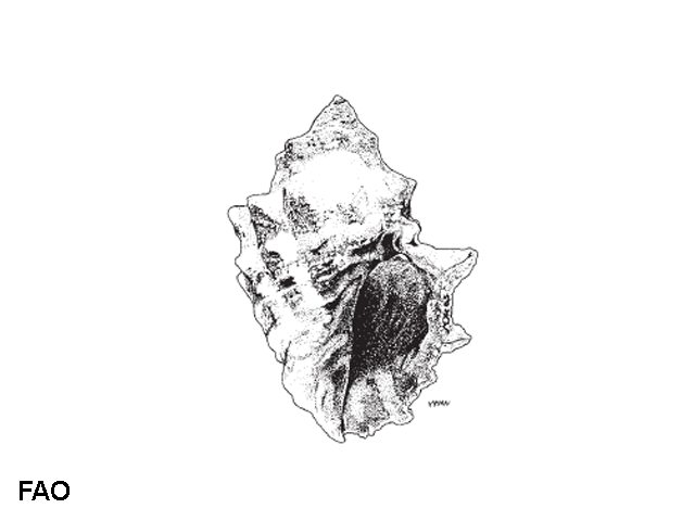 Thacu_u0.gif