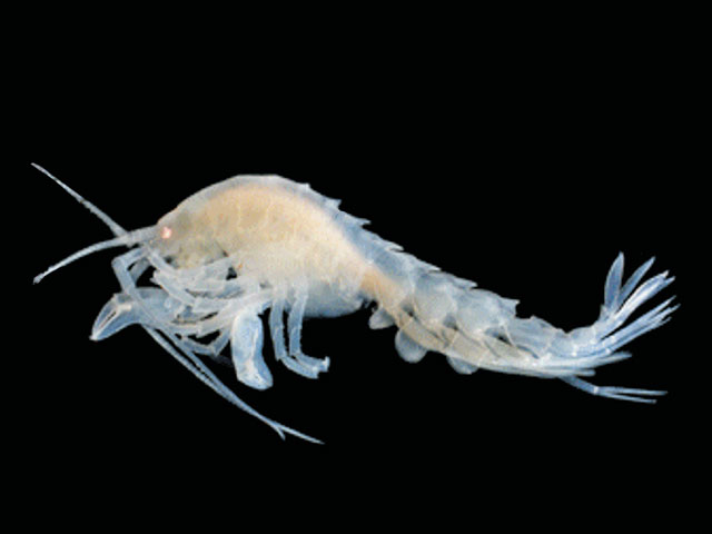 Thurstonella chelata