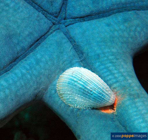 Thyca crystallina