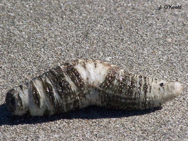 Thyonella gemmata